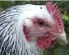 Chickens go red in the face when they're flustered - just like humans, study ... trends now
