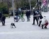 Shocking moment cops Taser dog after it bit a police officer in scenes of ... trends now