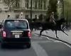 Moment runaway Household Cavalry horses crash through parked electric bikes ... trends now
