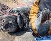 Heartbreaking moment young seal is found being suffocated by plastic waste it ... trends now