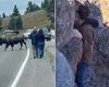 Yellowstone's invasion of moron tourists - tourons - is back with experts ... trends now