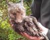 Basil's close brush! Adorable baby fox is rescued from 10cm drain pipe by ... trends now
