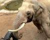 Adorable moment elephant returns toddler's shoe after it falls into zoo ... trends now