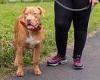 Woman 'seriously hurt' in attack by bully-type dog as hound is secured and ... trends now