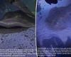 Charlotte the virgin stingray's caretakers release two similar updates in same ... trends now