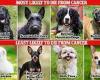 Revealed: The dog breeds at the highest risk of dying from cancer - with ... trends now