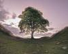 Two men are charged over the destruction of the historic Sycamore Gap tree ... trends now