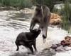 Why this video of a kangaroo fighting off a pack of dogs has fuelled an Aussie ... trends now