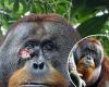 Scientists watch orangutan treat its own wound with medicinal plant for the ... trends now