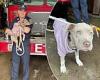 New York firefighter adopts dog he helped save after it was hit by a car trends now