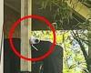 Sydney mum blasts neighbour's installation of home security camera: 'Makes me ... trends now
