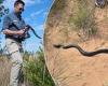Forty 'apex predators' are released into Florida wild to kill venomous snakes trends now