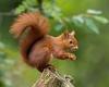 Leprosy spread between people and red SQUIRRELS in medieval England, study ... trends now