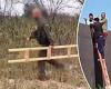 Border cops seize group of migrants who used a 10-15 foot LADDER to scale the ... trends now