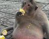 Meet the world's chunkiest animals from the 'Schwarzenegger of kangaroos' and ... trends now