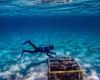 How an underwater boombox and a science experiment could help our endangered ...