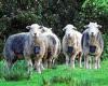 Troublesome sheep fitted with electric shock collars to stop them bothering ... trends now