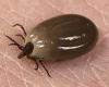 Scotland hit by tick disease explosion ...now there's FIVE times more cases ... trends now