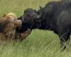 Extraordinary moment huge pride of lions hunt and bring down buffalo before ... trends now