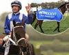 sport news Decorated Australian horse Winx to be formally honoured with movie documentary ... trends now
