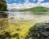 Lake Windermere is turning GREEN thanks to tourists: Shocking images show the ... trends now