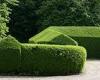Hardy privet hedges win back their place in the sun as experts say they can ... trends now