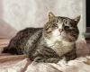 Scientists develop a new tool that predicts just how long your cat will live - ... trends now