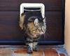Tory peer demands total ban on CAT FLAPS to protect birds... and says collars ... trends now