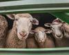 Live sheep export ban: Aussie farmers fear the industry could be wiped out by ... trends now