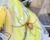 Giant huntsman spider is discovered at a London primary school: African species ... trends now