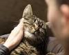 A strict ban on domestic cats could save the nation billions - and two-thirds ... trends now