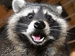 How 'Nazi raccoons' descended from a pair released by Goering in the 1930s have overrun a German city, wreaking havoc and destroying homes - with enterprising restaurateurs turning them into bratwurst. Our intrepid man tucks in!